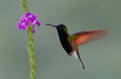 Black-bellied Hummingbird  0114-5j  Catarata del Toro