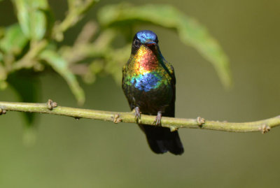 Fiery-throated Hummingbird 0114-1j Paraiso Quetzl