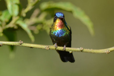 Fiery-throated Hummingbird  0114-1j  Paraiso Quetzl