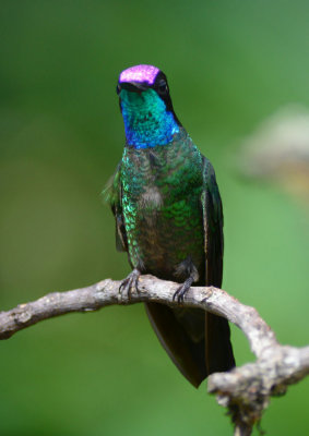 Magnificent Hummingbird  0614-2j  Paraiso Quetzal