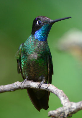 Magnificent Hummingbird  0614-1j  Paraiso Quetzal
