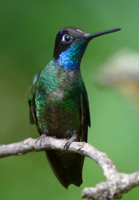 Magnificent Hummingbird 0614-1j Paraiso Quetzal