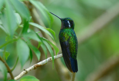 Purple-throated Mountain Gem 0114-4j Basque de Paz