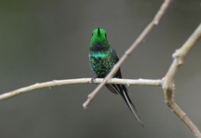 Green Thorntail Hummingbird  0114-1j  Catarata del Toro