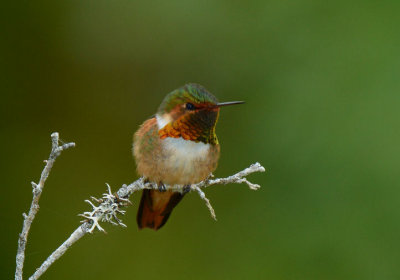 Scintillent Hummingbird  0114-3j  Savegre