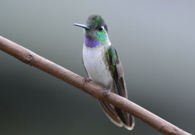 White-bellied Mountain Gem  0614-1j  Arenal