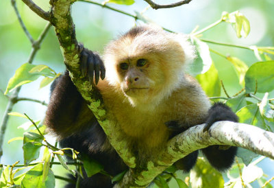 White-faced Capuchin Monkey  0114-2j  Sarapiqui