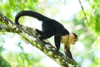 White-faced Capuchin Monkey  0114-5j  Sarapiqui