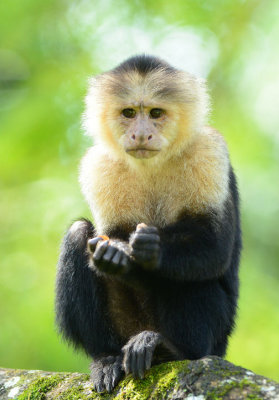White-faced Capuchin Monkey  0114-6j  Sarapiqui