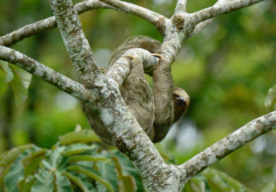 Three-toed Sloth  0614-8j  La Fortuna
