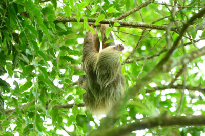 Two-toed Sloth  0614-2j  La Fortuna