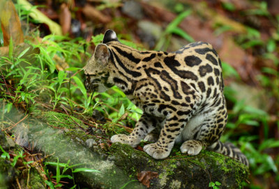 Margay  0614-6j  Arenal