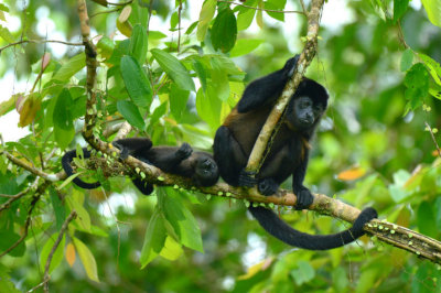 Mantled Howler Monkey  0614-13j  La Virgin Sarapiqui