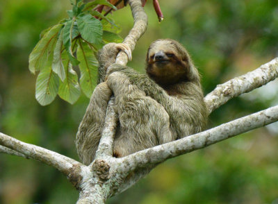 Three-toed Sloth  0614-11j  La Fortuna