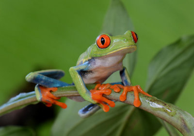 Red-eyed Tree Frog 0114-13j Arenal Ecozoo