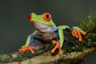 Red-eyed Tree Frog  0114-2j  Arenal Ecozoo
