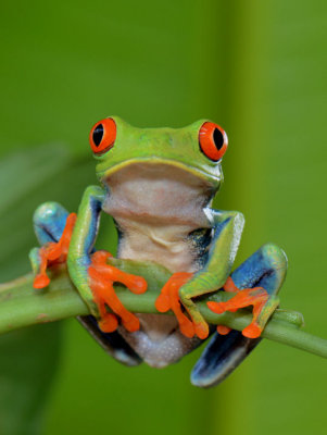 Red-eyed Tree Frog  0114-5j  Arenal Ecozoo