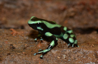 Green and Black Poison Frog  0114-1j  Laguna del Lagarto