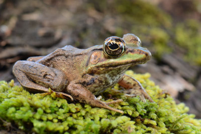 Rainforest Frog  0114-2j  Arenal Ecozoo