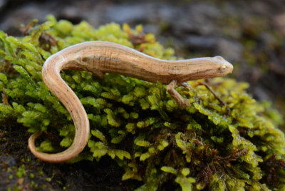 Striated Salamander  0114-1j  Arenal Ecozoo