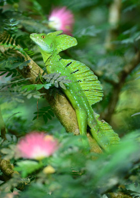 Emerald Basilisk  0614-1j  Selva Verde