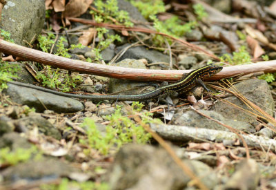 Four-lined Ameiva  0614-1j  Arenal 