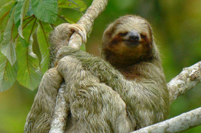 Three-toed Sloth  0614-14j  La Fortuna