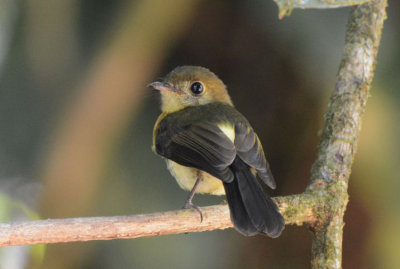 Black-tailed Flycatcher  0215-1j  Esquinas