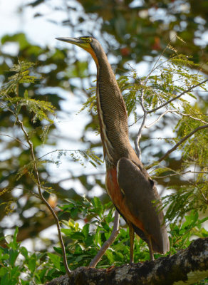 Bare-throated Tiger-Heron  0215-2j  Dominical