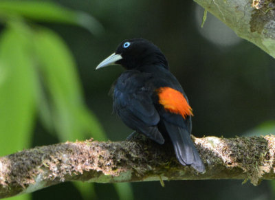 Scarlet-rumped Cacique 0215-2j Esquinas