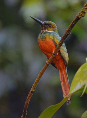 Rufous-tailed Jacamar 0215-2j Esquinas
