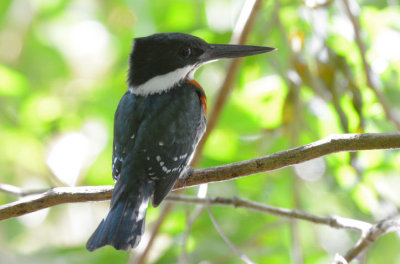 Green Kingfisher  0215-1j  Dominical
