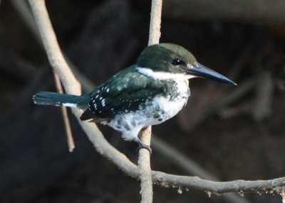 Green Kingfisher Female 0215-3j Dominical