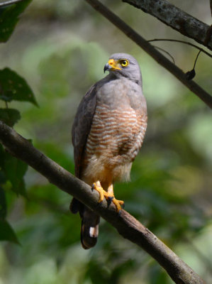 Roadside Hawk  0215-7j  Esquinas