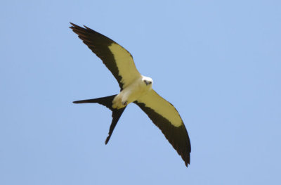 Swallow-tailed Kite  0215-2j  Uvita