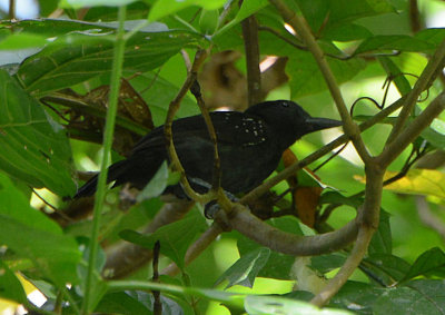 Black-hooded Antshrike 0215-3j Osa