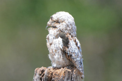 Common Potoo 0215-1j Osa