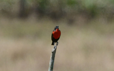 Red-breasted Blackbird  0215-1j  Golfito