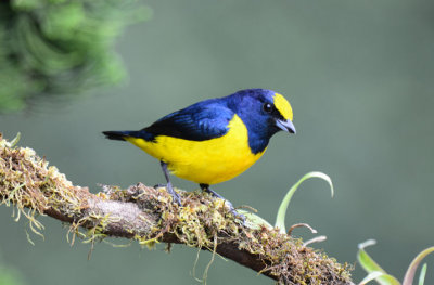 Yellow-crowned Euphonia 0215-1j Las Cruces