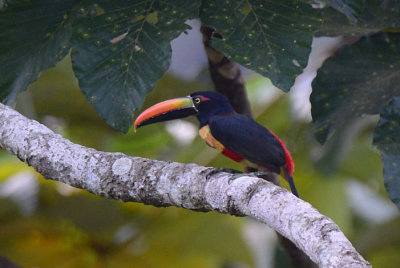 Fiery-billed Aracari  0215-6j  Osa