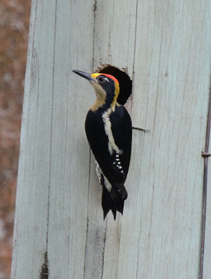 Golden-naped Woodpecker  0215-1j  Golfito