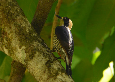 Golden-naped Woodpecker Female  0215-2j  Dominical