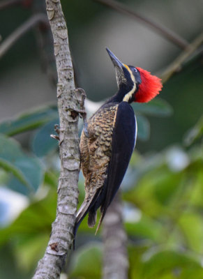 Lineated Woodpecker Female  0215-4j  Golfito
