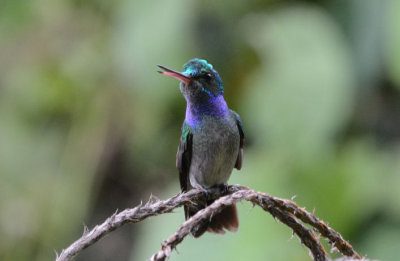 Charming Hummingbird 0215-2j Esquinas