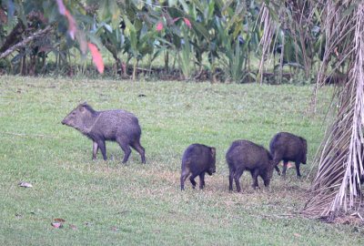 Collared Peccary 0215-1j Bosque del cabo, Osa