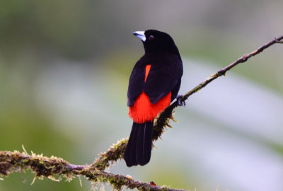 Cherrie's Tanager  1115-1j  Tenorio