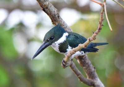 Amazon Kingfisher Female  1115-2j  Cano Negro