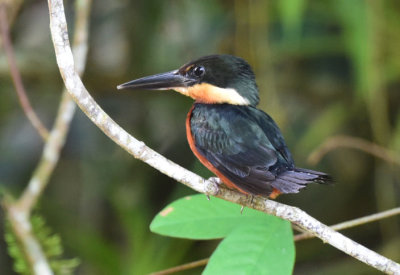 Green and Rufous Kingfisher 1115-1j Cano Negro