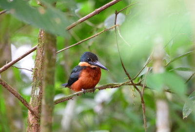 Green and Rufous Kingfisher 1115-2j Cano Negro
