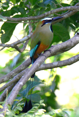 Turquoise-browed Motmot  1115-1j  Ostional